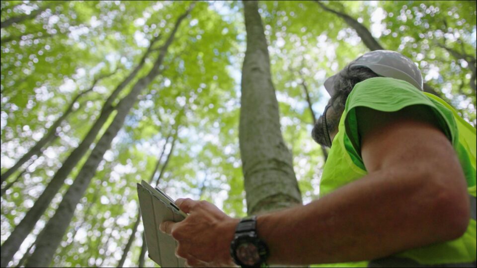 A man looking up at trees in a forest